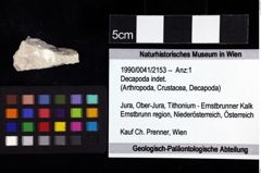 Foto (Objket + Etiketten) von Decapoda indet. 